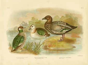 Grüne Zwerggans, 1891
